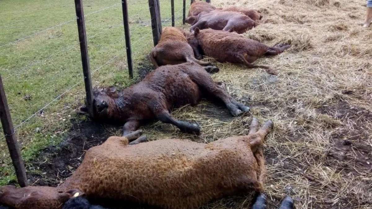 Impactantes videos: así un rayo fulminó a 13 terneros