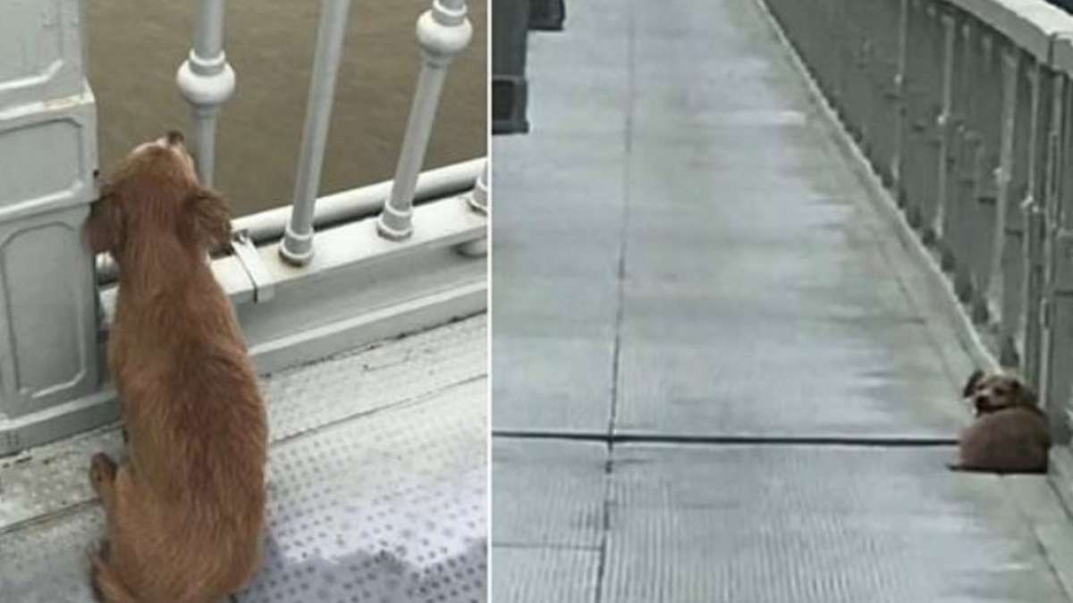 Un perro espera hace 4 días a su dueño en un puente después que el hombre se suicidara tirándose al río